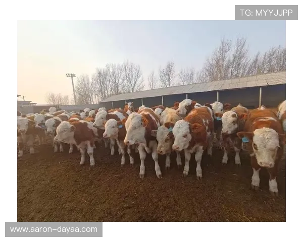 真龙凯时人生就是博的价值观与积极心态的启发